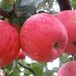 水蜜桃苹果苗今年报价水蜜桃苹果苗价格