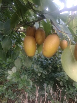 金珠果梨苗今年新报价金珠果梨树苗种植方法