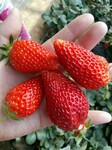 圣诞红草莓苗现在价格该品种果实成锥形