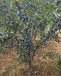 西梅蓝莓多少钱一棵蓝莓西梅苗品种介绍