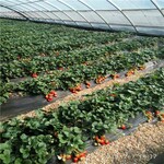 蒙特瑞草莓苗详细说明蒙特瑞草莓苗今年报价