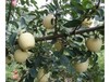矮化水蜜桃苹果苗多少钱一棵八棱海棠嫁接水蜜桃苹果苗价格