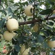 矮化维纳斯黄金苹果苗多少钱一株维纳斯黄金苹果苗今年新报价