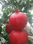 红巨蜜石榴树苗价格9月上旬成熟果皮鲜红