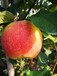 水蜜桃蘋果苗品種特性水蜜桃蘋果苗圖片