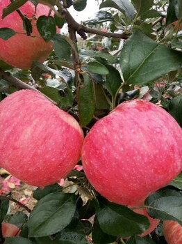 岳阳红苹果苗现在价格果实鲜红色果面光洁