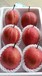 奇红早酥梨苗一颗多少钱、奇红早酥梨树苗特点介绍