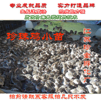 江蘇珍禽孵化廠常年出售珍珠雞苗野雞苗火雞苗脫溫火雞苗