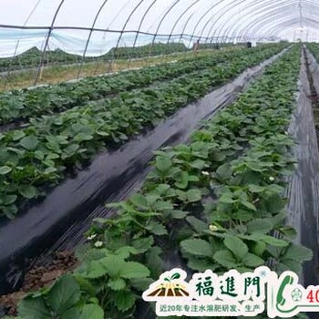 草莓定植有啥肥好？福进门生根水溶肥