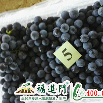 葡萄用福進門高鉀型水溶肥串串都是