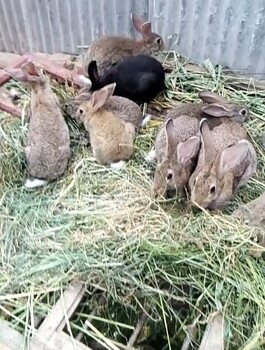 纯种种兔价格，大型种兔养殖加盟，农家种兔加盟，包回收