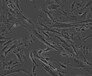 MLTC-1传代形式细胞株哪提供	
