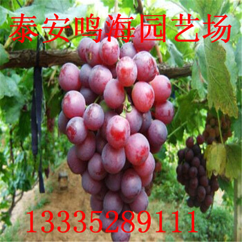 葡萄苗多少錢一株