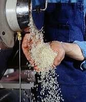 黄金大米生产设备黄金米加工设备营养大米加工设备
