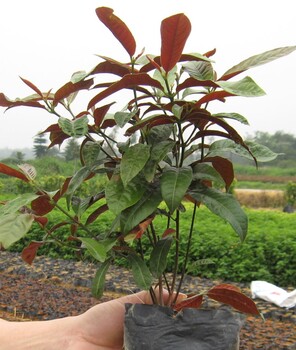 成都千蜀園林紅背桂園林綠化苗木