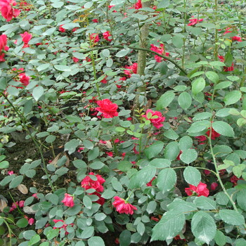 成都大花月季，豐花月季，木本月季花灌木供應(yīng)