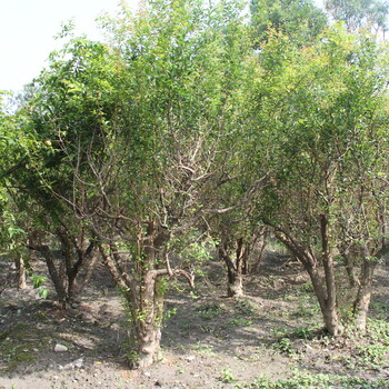 成都花石榴供應(yīng),叢生花石榴,四川綠化苗木基地