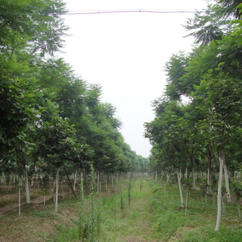 藍(lán)花楹,綠化苗木,園林綠化