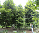 桢楠10-12公分绿化规格常绿乔木图片