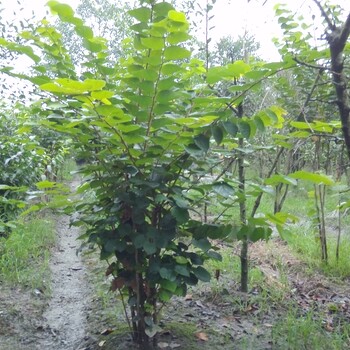 紫荆花卉,植物花草,白花红花紫荆批发出售基地发货