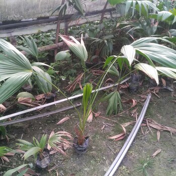 四川蒲葵,貴州蒲葵,熱帶植物供應(yīng)
