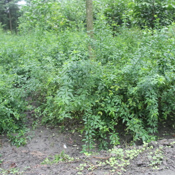 黄素馨供应迎春花基地野迎春苗木供应