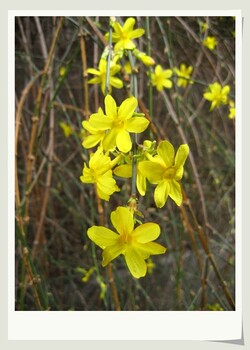 成都千蜀园林迎春花、黄素馨曼性藤本花卉植物