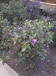 四川巴西野牡丹、绿化花灌木紫牡丹