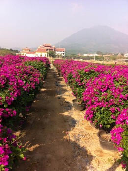 三角梅,叶子花,红色三角梅基地容器苗木