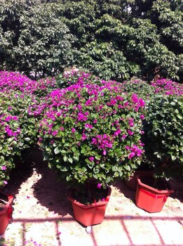 三角梅球狀造型三角梅灌木葉子花培育基地
