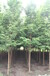 四川优质水杉,水杉供应,优质水杉绿化苗木14公分