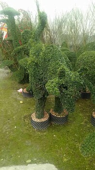 女貞造型花瓶苗木成都女貞基地
