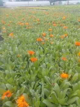 金盞菊苗木批發(fā)花壇花鏡花海