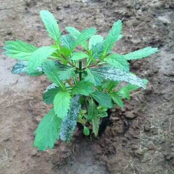 马鞭草盆苗花卉地被植物