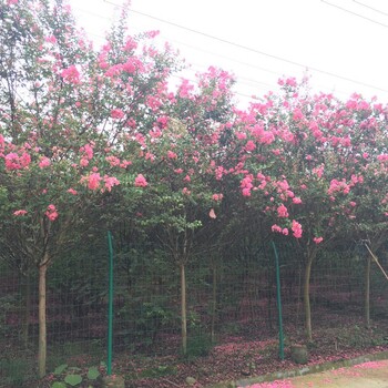 紅花紫薇樹基地苗木批發(fā)供應(yīng)