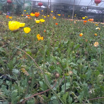 成都草花植物供应,冬季草花,虞美人