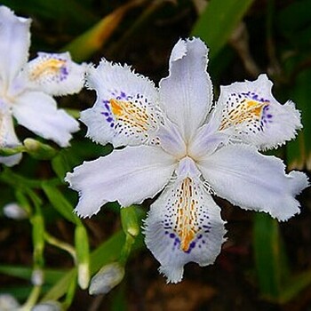 鳶尾花卉草本植物供應(yīng)地被植物