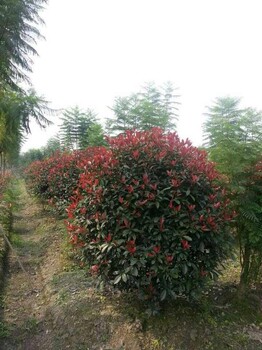 紅葉石楠球灌、100公分苗木供應(yīng)、彩葉樹種