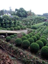 1504336235072921200-4.jpg@1e_1c_220w_220h_90Q.jpg