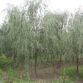 柳樹價錢,四川柳樹基地,15公分垂柳