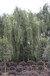  10cm weeping willow - direct supply from Chengdu Qianshu Garden Nursery - large quantity is preferred