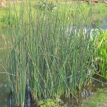 水葱水生植物苗木供应水体绿化