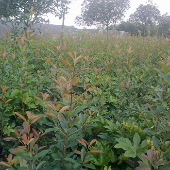 2017年彩叶植物，红叶石楠苗，造型