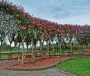 紫薇编织造型,紫薇造型基地,四川红花紫薇图片