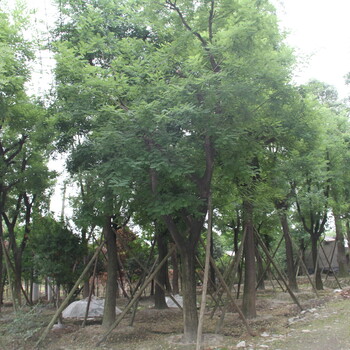 國槐樹槐樹多少錢槐樹價格