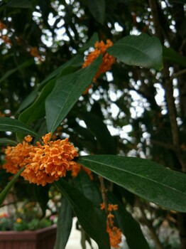 大規(guī)格桂花樹冠18-20公分桂花樹