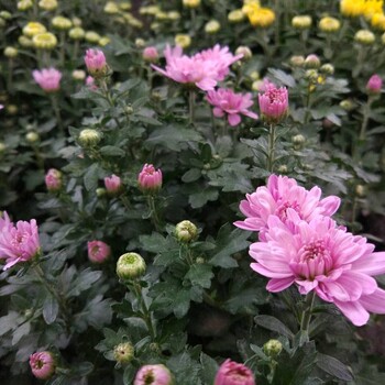 多頭菊花、瑪格麗特，木茼蒿菊花、成都草花地被植物