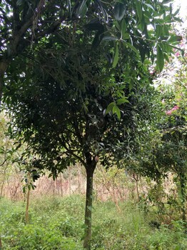 成都高桿桂花樹基地綠化苗木，原生冠形，修剪冠