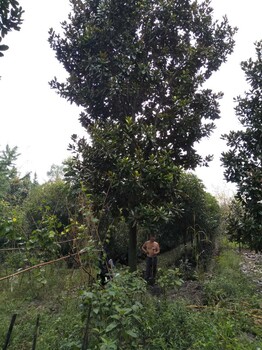 四川廣玉蘭綠化苗木基地苗木價(jià)格