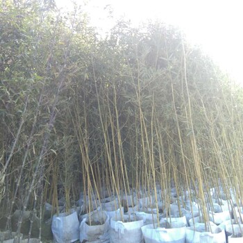 紫竹,紫竹價(jià)格,竹子,紫竹多少錢一根